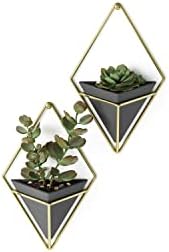 Umbra Trigg Hanging Planter for Small Plants by Umbra