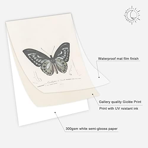 Habseligkeit Butterfly Master Wall Art Prints, Abstract Matisse Wall Art - Image 3