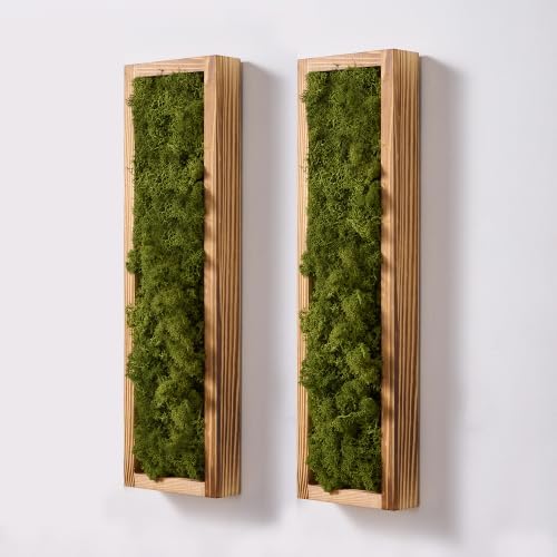 Mokof Preserved Moss Wall Art Decor, Moss Green, 2 Pack by Mokof