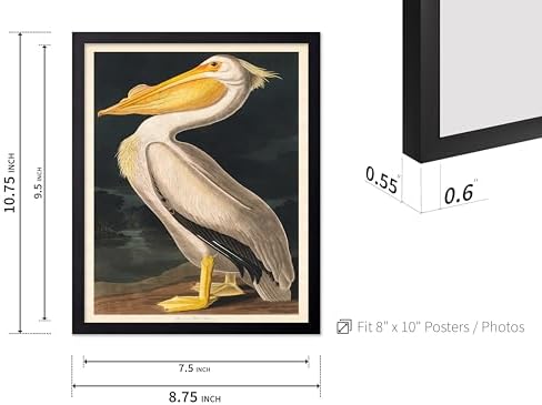 Poster Master Vintage John James Audubon Poster - Image 3