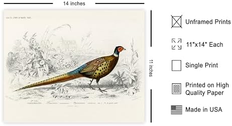 Poster Master Vintage Ring Necked Pheasant Poster - Image 2