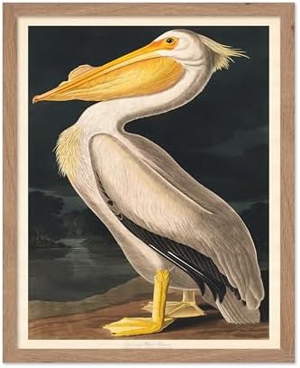 Poster Master Vintage John James Audubon Poster by PosterMaster