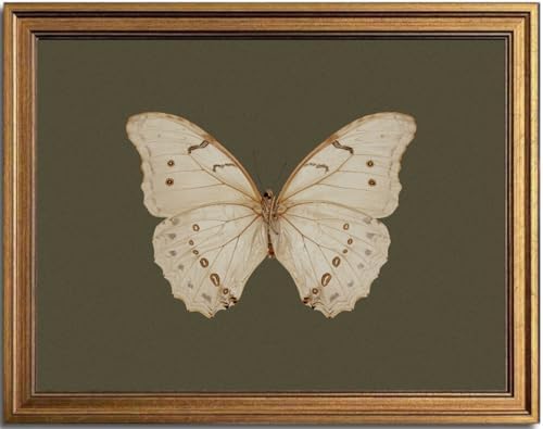 KBKBART Vintage Butterfly Wall Art Gold Framed Canvas Print 8x10 inch by KBKBART