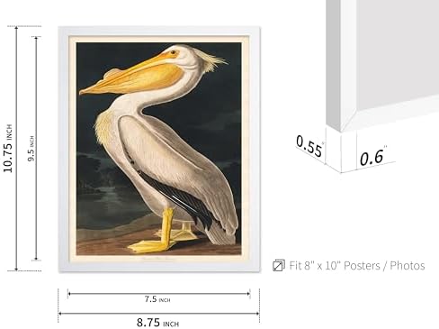 Poster Master Vintage John James Audubon Poster - Image 3