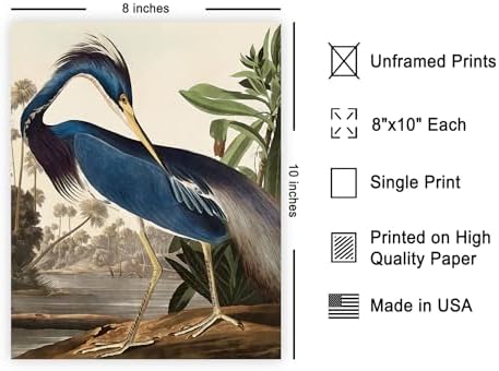 Poster Master Vintage James Audubon Poster - Image 2