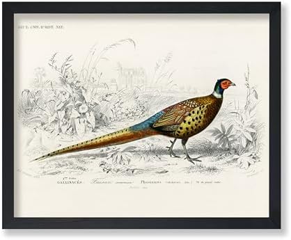 Poster Master Vintage Ring Necked Pheasant Poster by PosterMaster