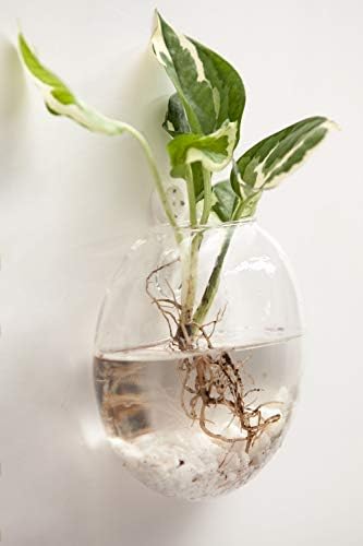 Mkono Wall Propagation Planters, 6 Pack Oblate Hanging Plant Holder Vase - Image 5