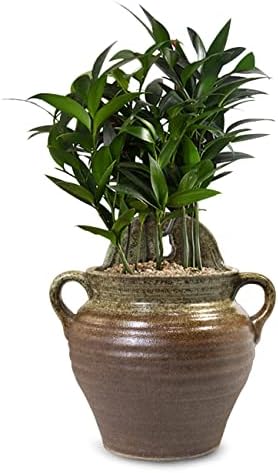 Dahlia Ceramic Vertical Wall Hanging Succulent Planter Flower Pot, Style 3 by Dahlia