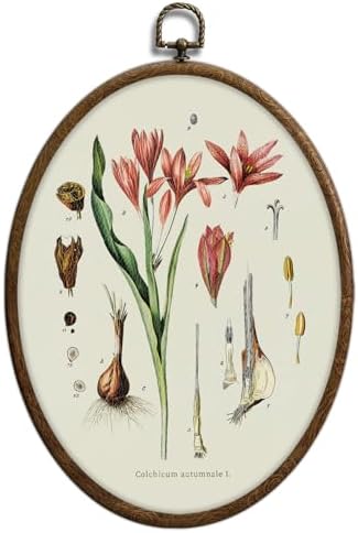 Vintage Boho Floral Oval Wall Art, Vintage Pink Botanical Oval Framed Wall Art by Unknown