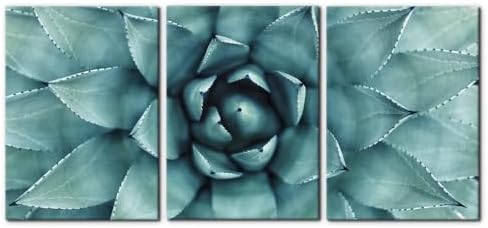 Pacimo 3 Pieces Canvas Wall Art Succulent Centre Pictures Prints Giclee Poster by Pacimo