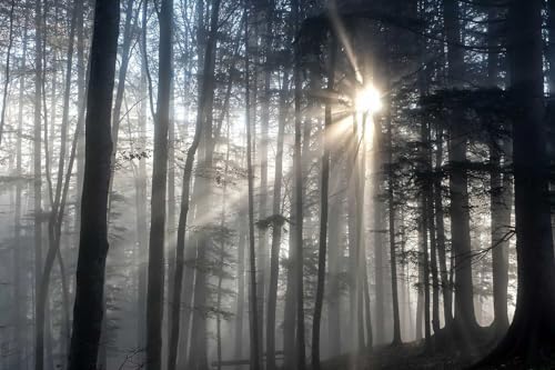 Toolhom Misty Forest Mysterious Sunrise Mural, Forest Wallpaper - Image 3