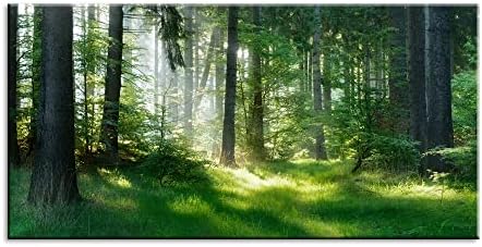 Morning Sunlight Forest Large Stretched Canvas Wall Art by Lasdel