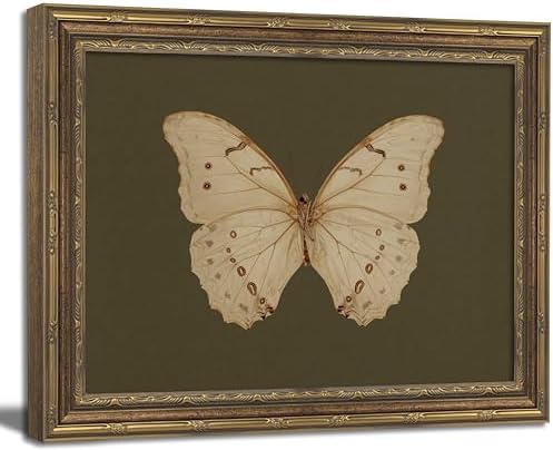 Vintage Gold Framed Wall Art Classical White Butterfly Wall Art Small Moody by ZHENYVLZ