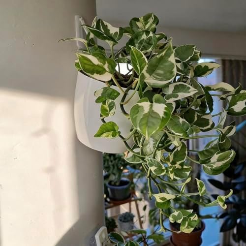 ORIMERC 6 Pack Hanging Planter Wall Planter Self Watering 5 inch Plant Pot - Image 4