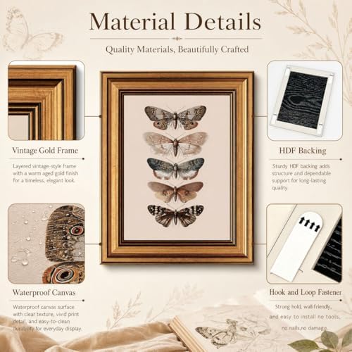 Gold Framed Wall Art, Vintage Moth Canvas Prints – Antique Moth & Butterfly - Image 4