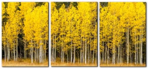 Pacimo Fall Landscape Canvas Wall Art Yellow Aspen Trees and Green Pine Trees by Pacimo