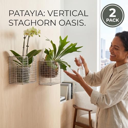 2Pack Stainless Steel Staghorn Fern Wall Planter Basket - Image 2