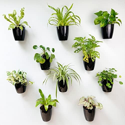LaLaGreen Wall Planters for Indoor Plants Small Planter by L%C3%A1L%C3%A1Green