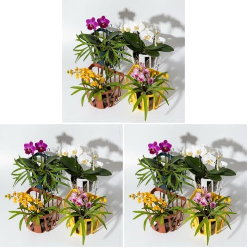 Staghorn Fern Mount Wall Planter Basket Vertical Orchid Hanging Planter by Unknown