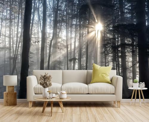 Toolhom Misty Forest Mysterious Sunrise Mural, Forest Wallpaper by Toolhom