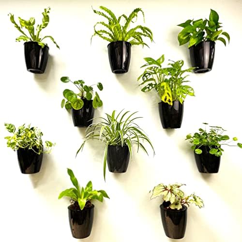 LaLaGreen Indoor Wall Planters Self Watering Hanging Pots by L%C3%A1L%C3%A1Green