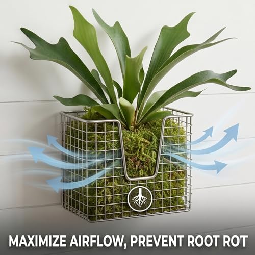 2Pack Stainless Steel Staghorn Fern Wall Planter Basket - Image 5