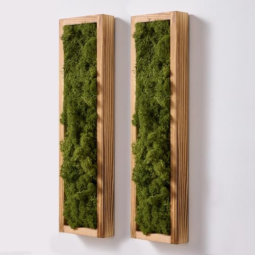 Mokof Preserved Moss Wall Art Decor, Moss Green, 2 Pack by Mokof