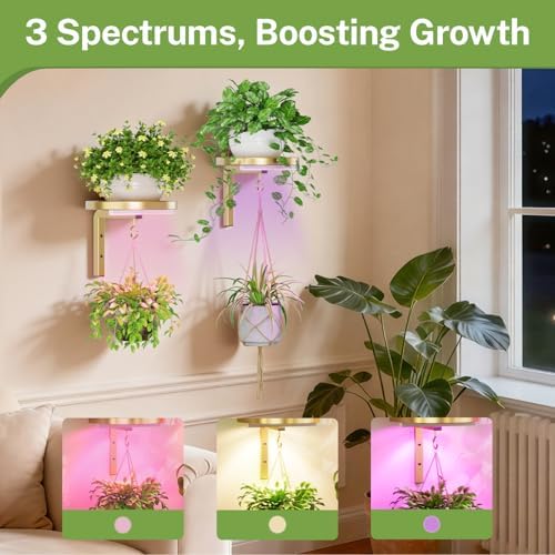iDavosic.ly Plant Wall Hanger - Image 5