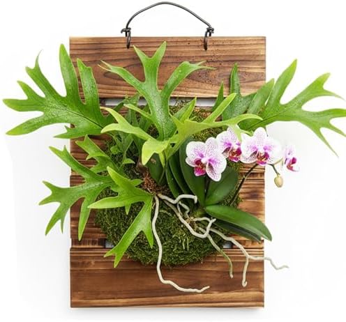 Staghorn Fern Mounting Board Kit Wooden Wall Planter Hanging Plant Holder - Image 4