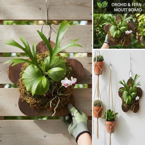 Staghorn Fern Mounting Board Kit Wooden Wall Planter - Image 2