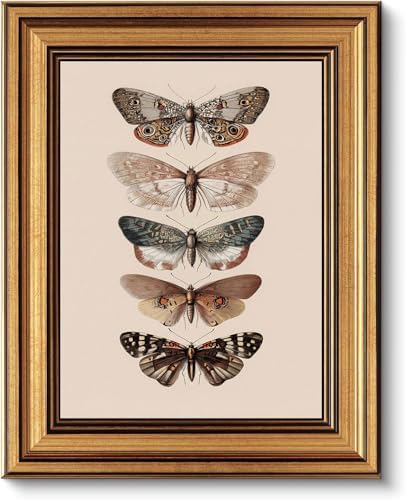 Gold Framed Wall Art, Vintage Moth Canvas Prints – Antique Moth & Butterfly by ROSSYNOOK