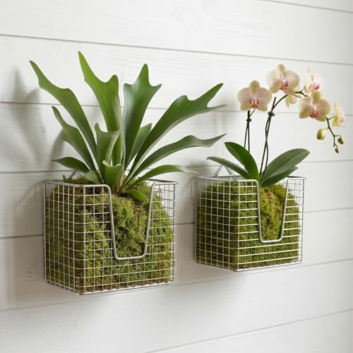 2Pack Stainless Steel Staghorn Fern Wall Planter Basket by MAKEONEWO