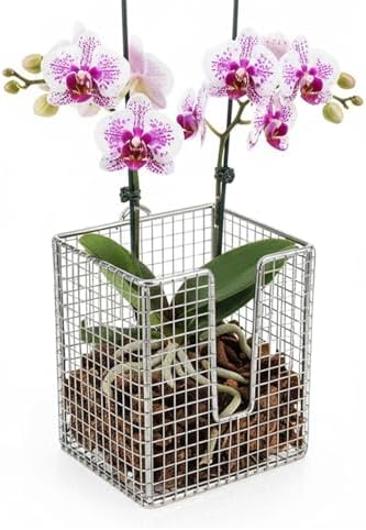 304 Stainless Steel Staghorn Fern Wall Planter Basket, Vertical Hanging Holder by Unknown