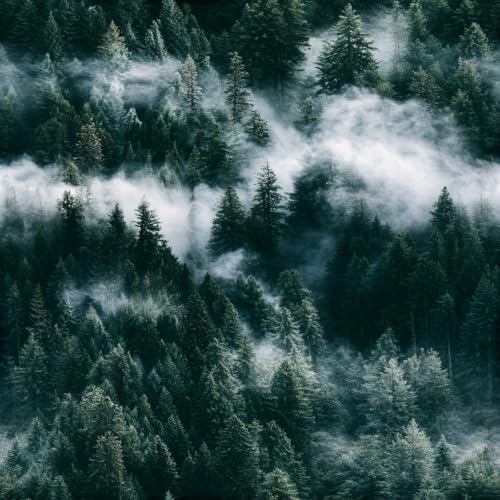 Stickorama Misty Dark Green Pine Forest Peel and Stick Wallpaper Self Adhesive by Unknown
