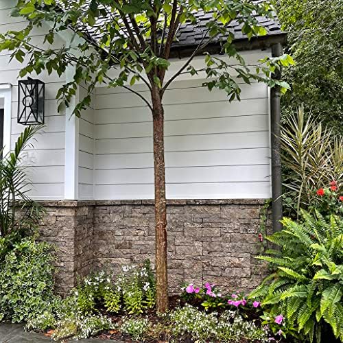 Evolve Stone Capital Sky MA Non-Rated Flat Stone Veneer - Image 5