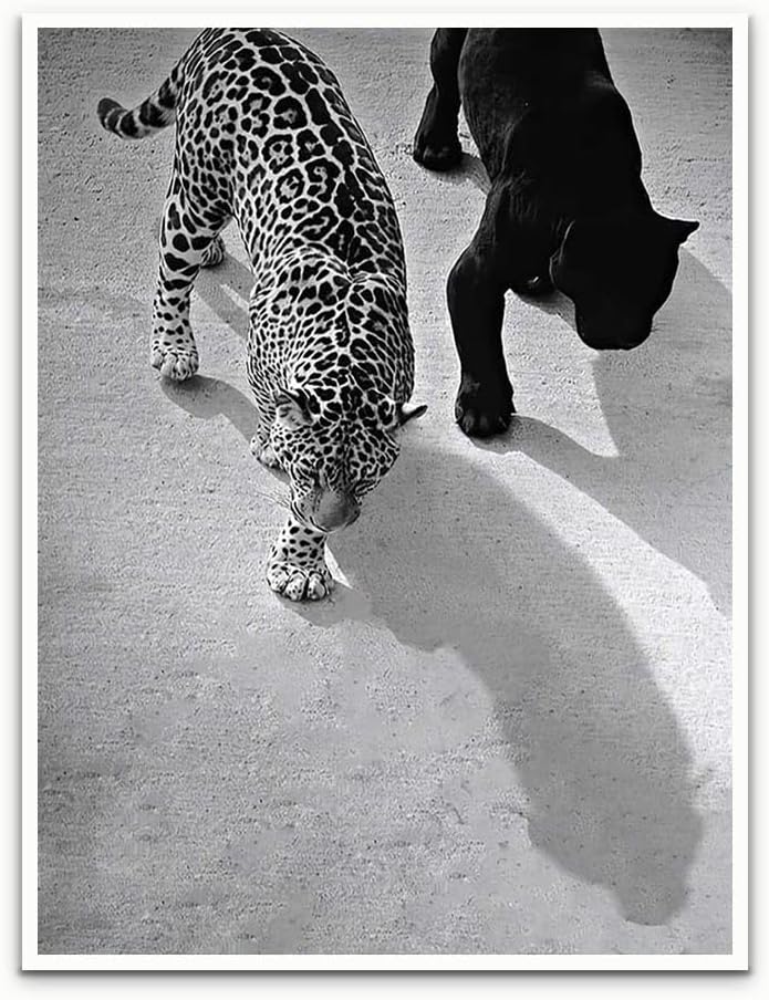 Vintage Black and White Poster Leopard Jaguar Printed Art Cheetah Print Leopard by Unknown