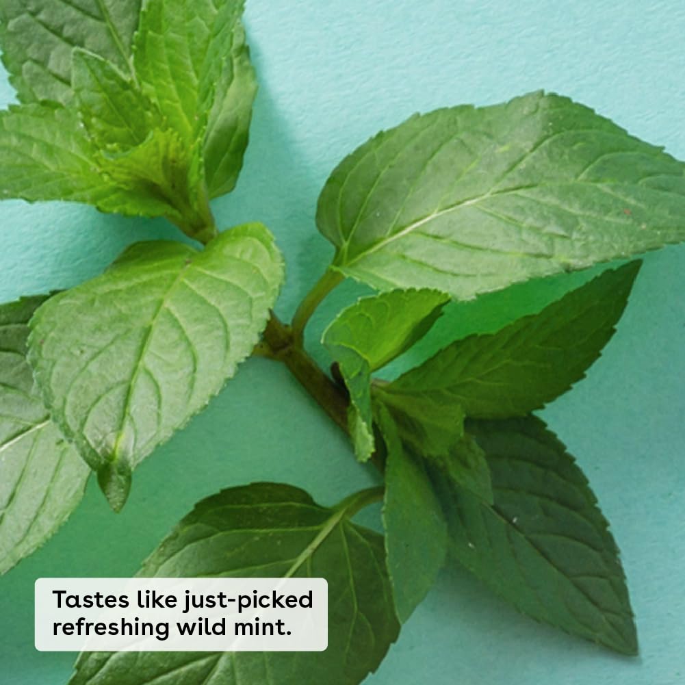 eos 100% Natural & Organic Lip Balm - Sweet Mint, All-Day Moisture, Dermatologist Recommended for Sensitive Skin Care, Lip Care Products, 0.25 oz