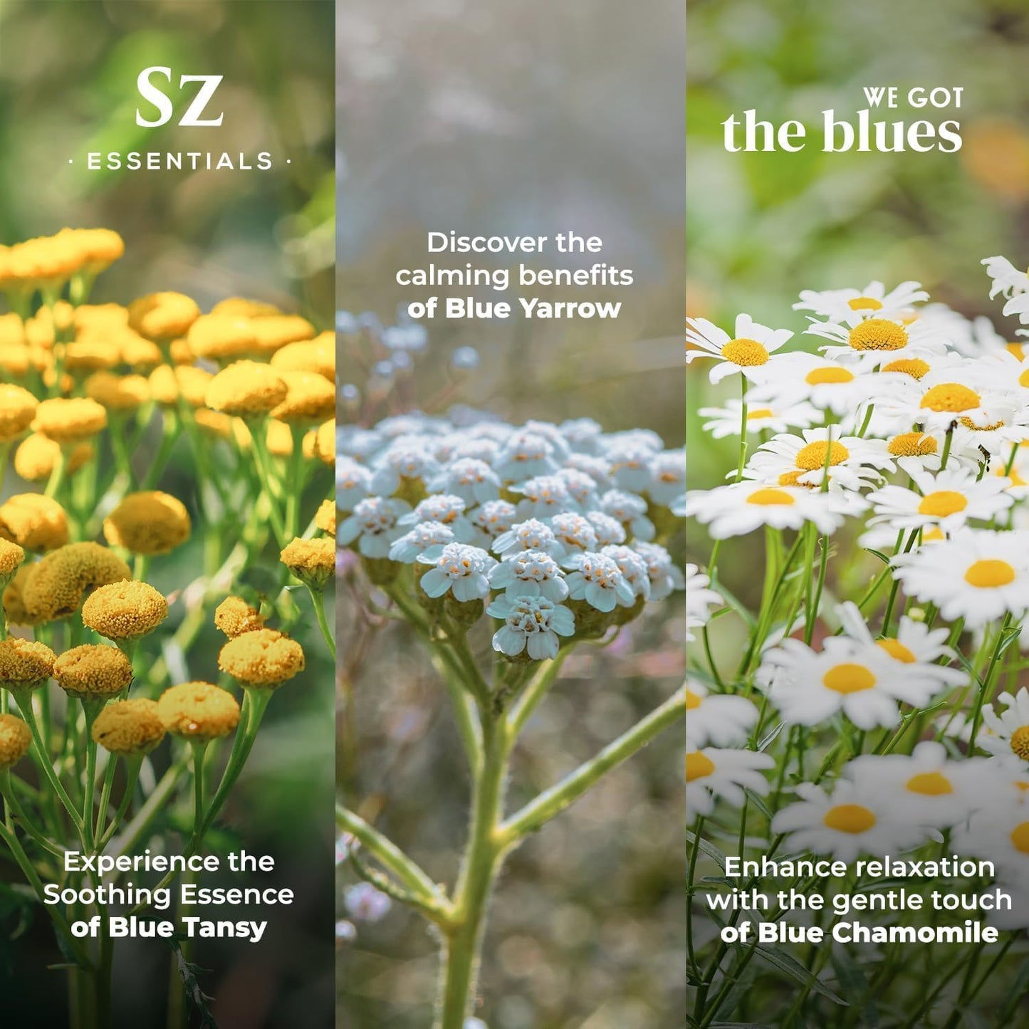 – “We Got The Blues” Essential Oils Set – Blue Tansy, Yarrow & German Chamomile – 3 x 6.5ml Bottles – 100% Pure, Natural, Undiluted – Therapeutic Grade & Vegan