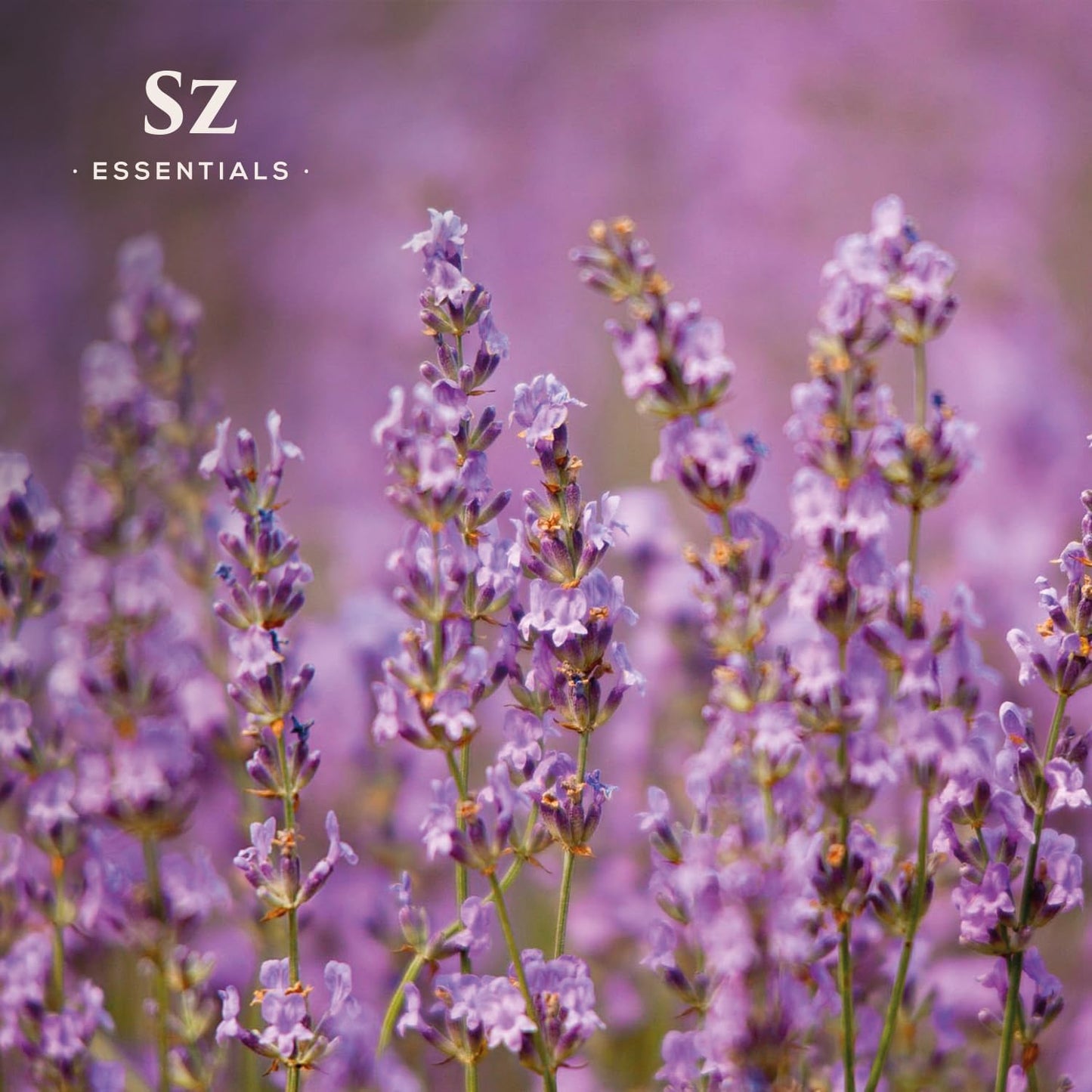 Kashmir Lavender Essential Oil – 100% Pure & Undiluted – Sweet Floral Scent for Relaxation, Aromatherapy, Self-Care, Natural Perfumery – Vegan & Therapeutic – 0.22 fl oz (6.5 mL)