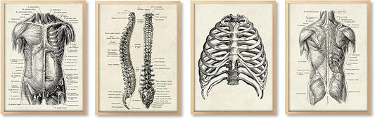 Ohhvvow Human Anatomy Artwork Medical Wall Art Canvas, 12 * 18 Inch Muscle by Ohhvvow