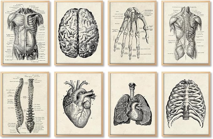 Ohhvvow Human Anatomy Artwork Medical Wall Art Canvas, 8 * 10 Inch Muscle by Ohhvvow