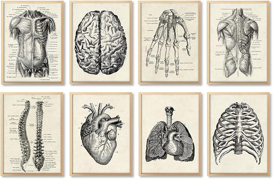 Ohhvvow Human Anatomy Artwork Medical Wall Art Canvas, 8 * 10 Inch Muscle by Ohhvvow