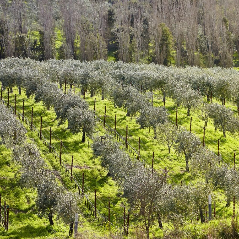 McEvoy Ranch Whipped Body Butter | ODE Olive Oil Beauty | 5.8 FL OZ | Crafted with Organic EVOO, Hyaluronic Acid, Organic Shea & Cocoa Butters | Nourishing, Brightening, Firming (Unscented)