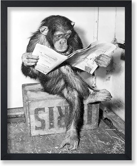 Poster Master Chimpanzee Poster by PosterMaster